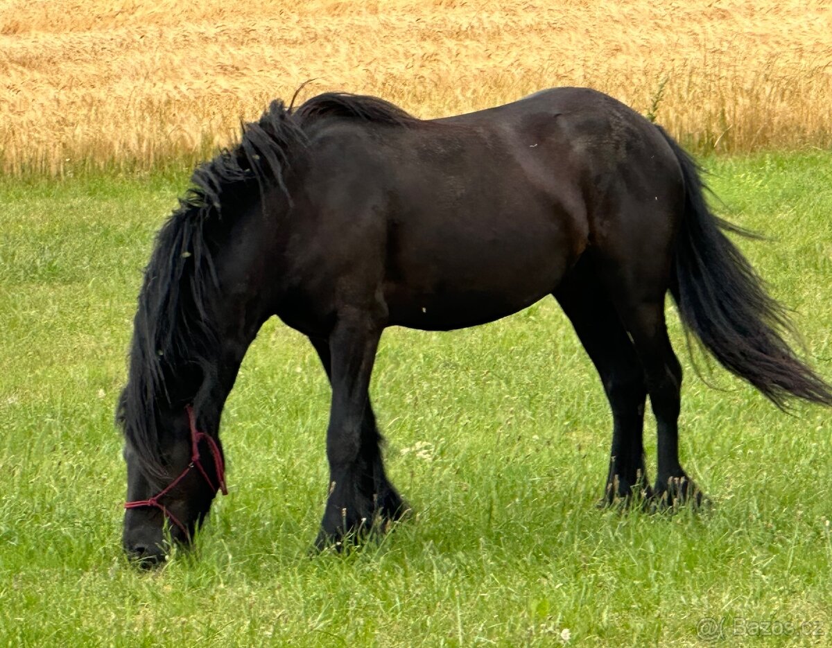 Klisna fellského pony
