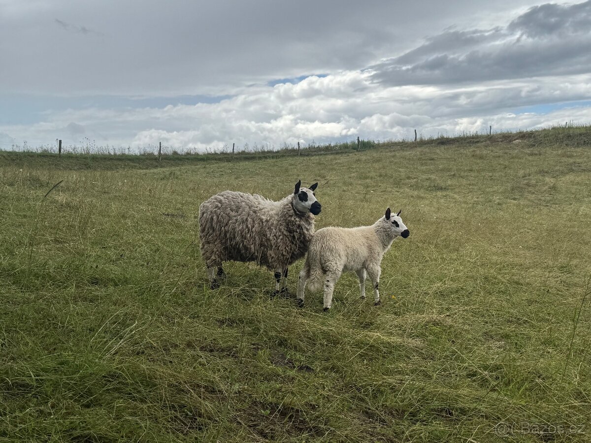 Kerry Hill