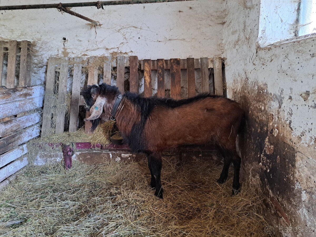 Kozel