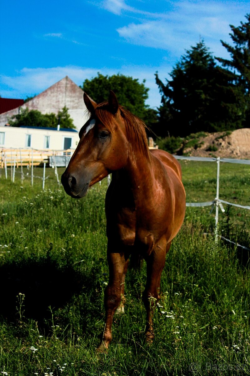 Valach chestnut po SM Mito Commander