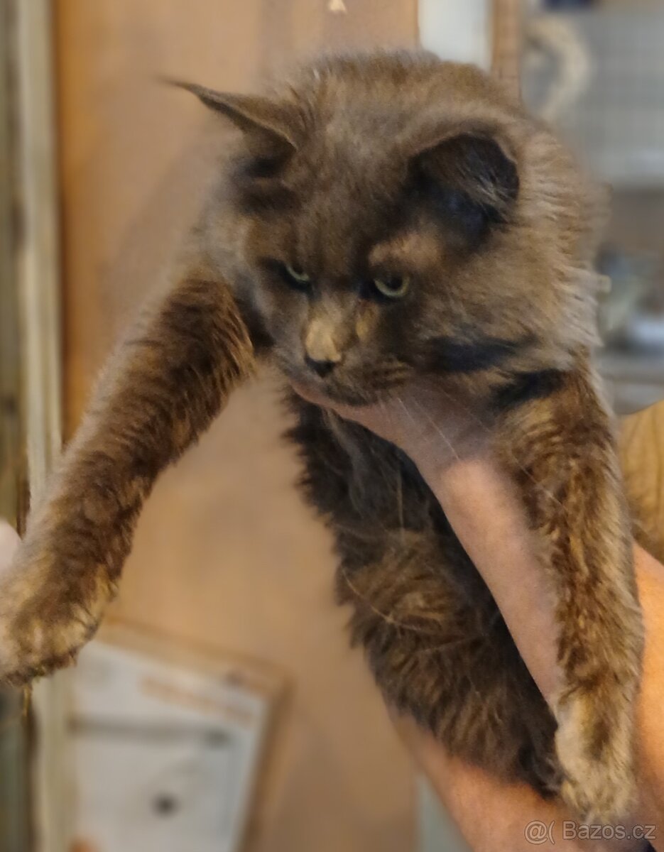 Mainsky mývalí kocour nabízí krytí