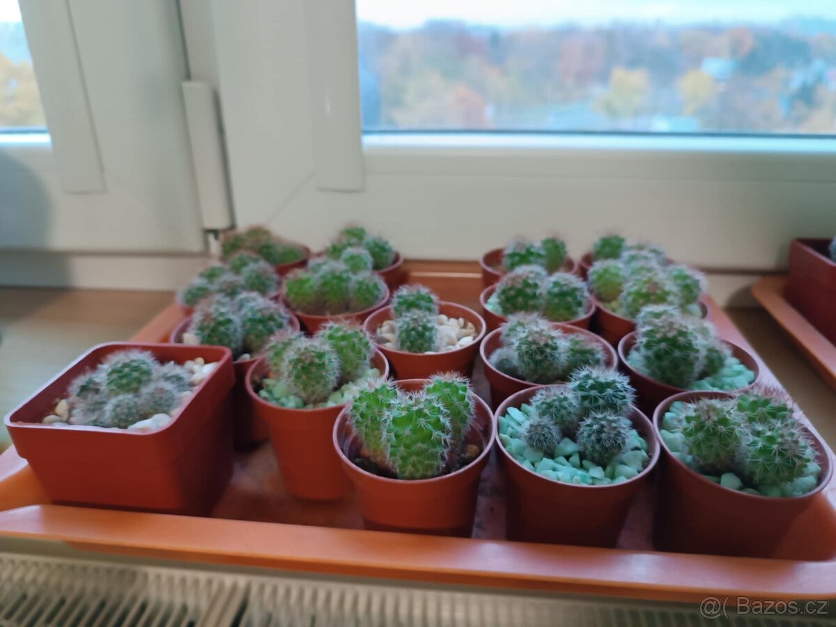 Sazeničky kaktusů mamilárie