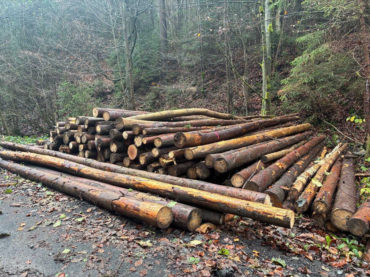 měkké palivové dřevo