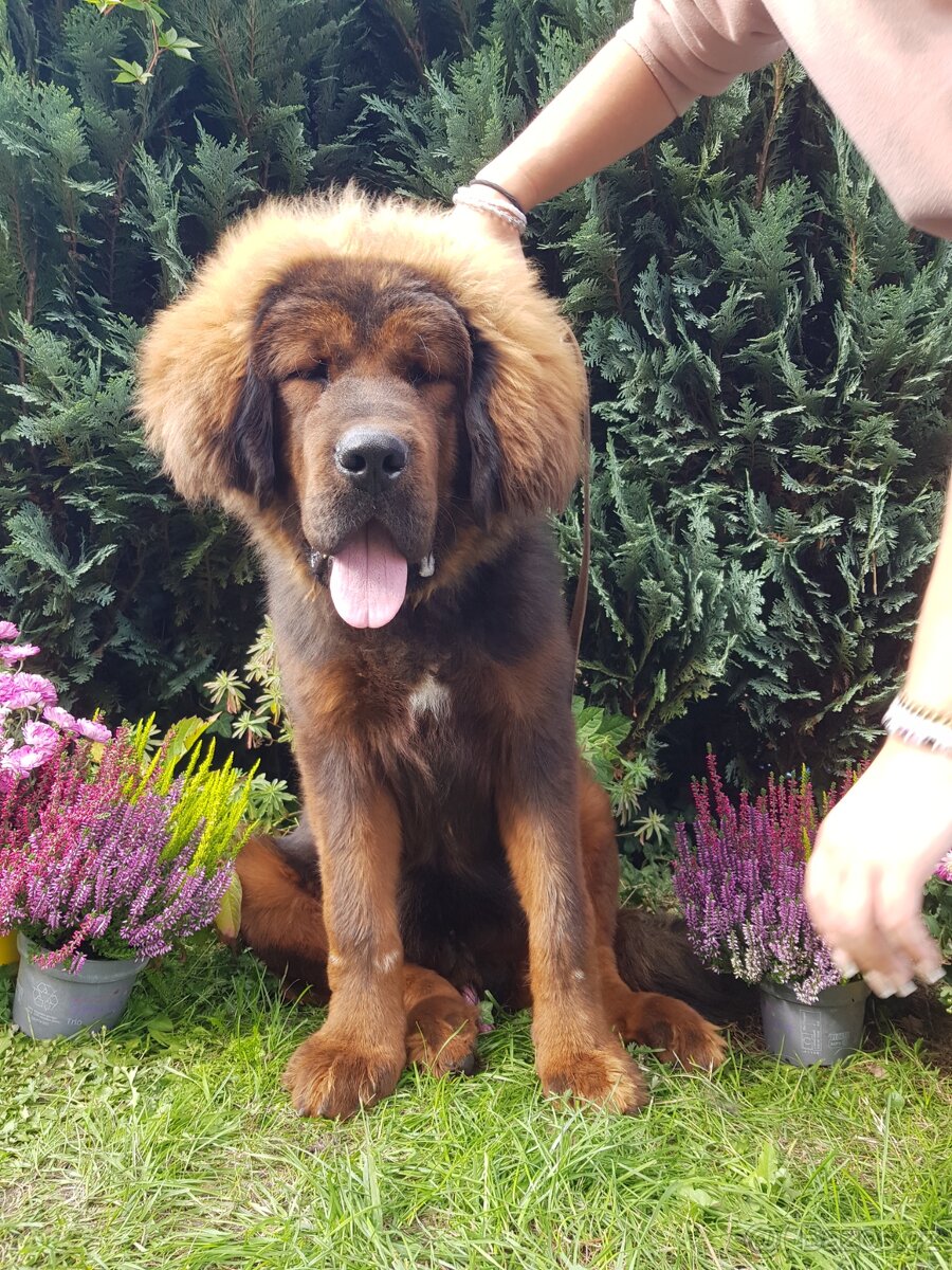 Tibetská doga štěňátka s PP (průkazem původu)