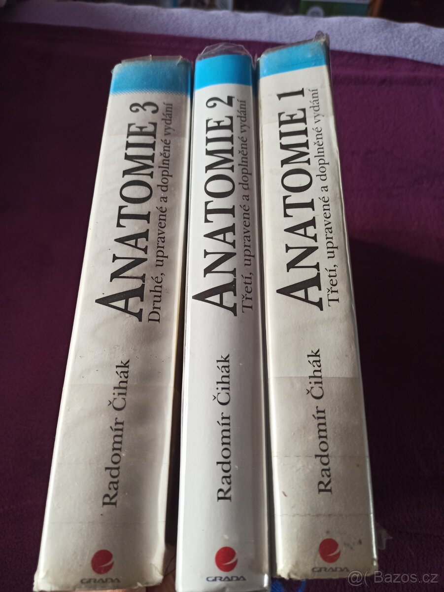 Anatomie Čihák