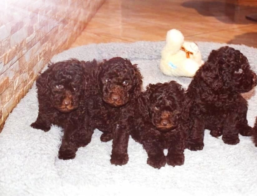 Pudl pudel trpasličí čoko s PP