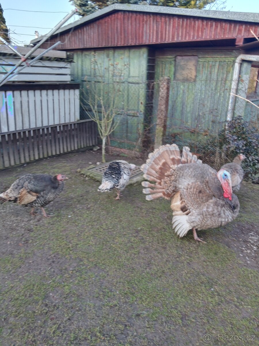 Násadbová vajíčka