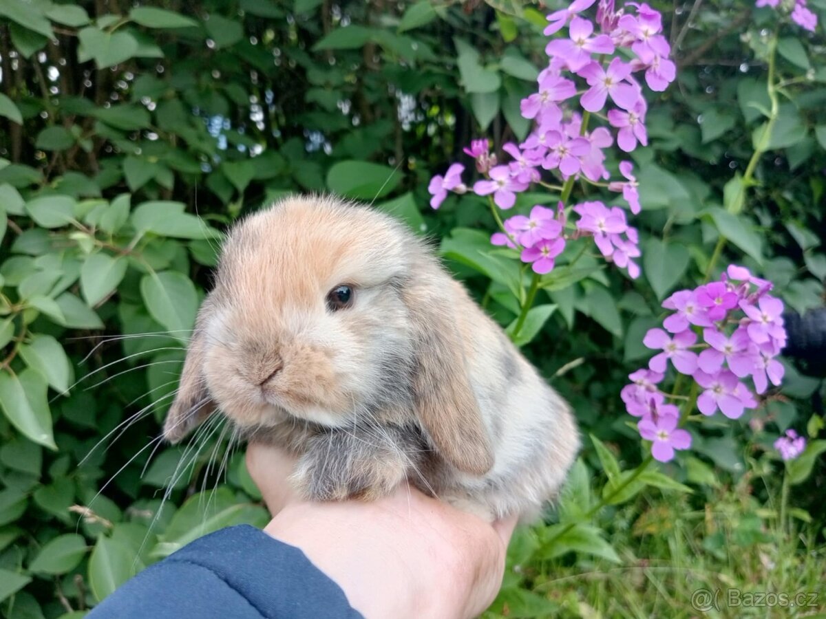 Kouzelná Miminka - Anglický Zakrslý Beránek MiniLop...