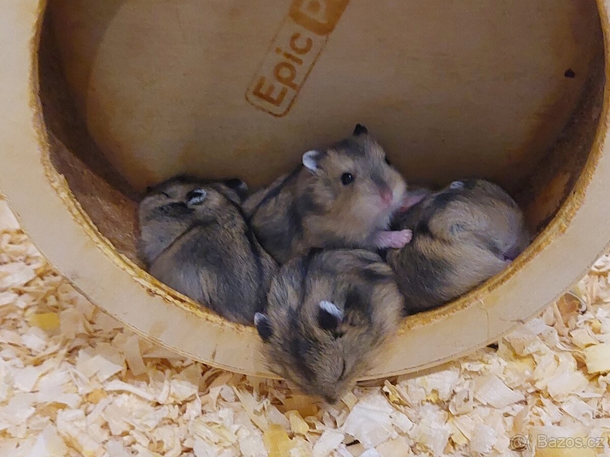 Křeček (křečík) džungarský