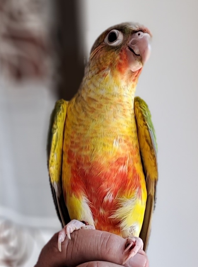 pyrura