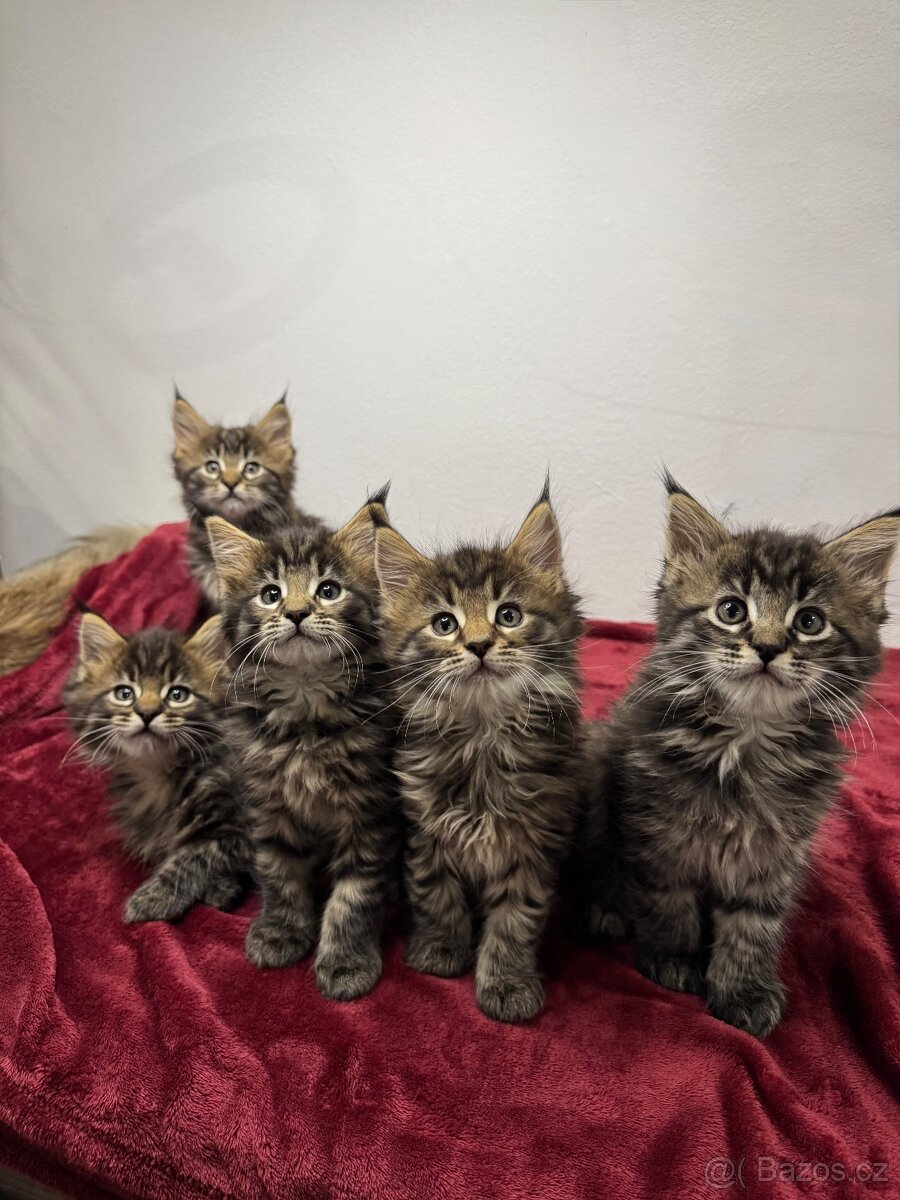 Mainská mývalí kočka / Maine Coon koťata