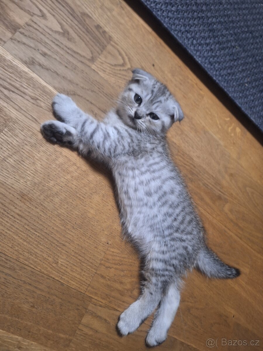 Koťátka