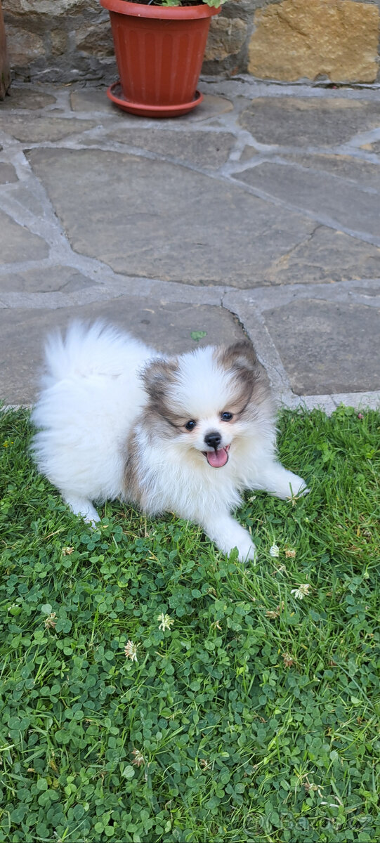 Pomeranian