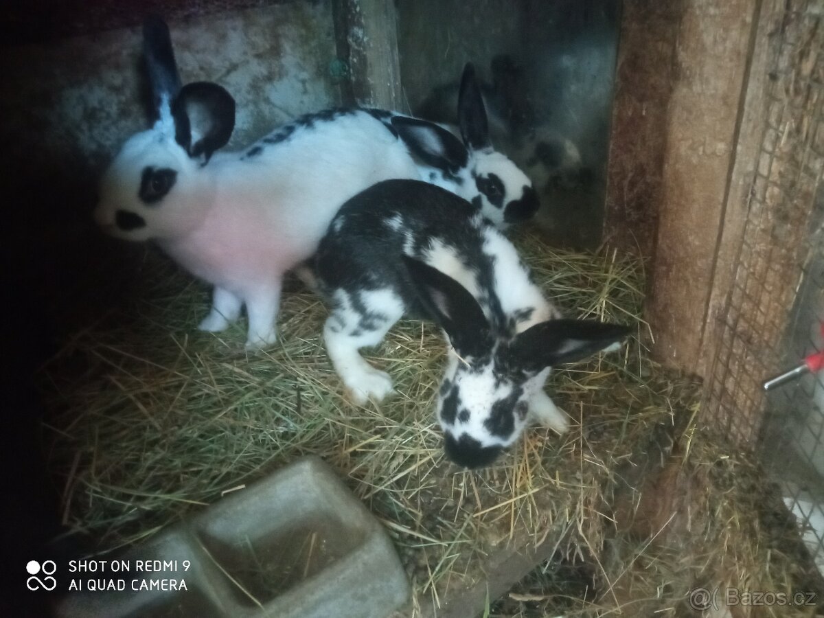 Prodáme jateční králíci