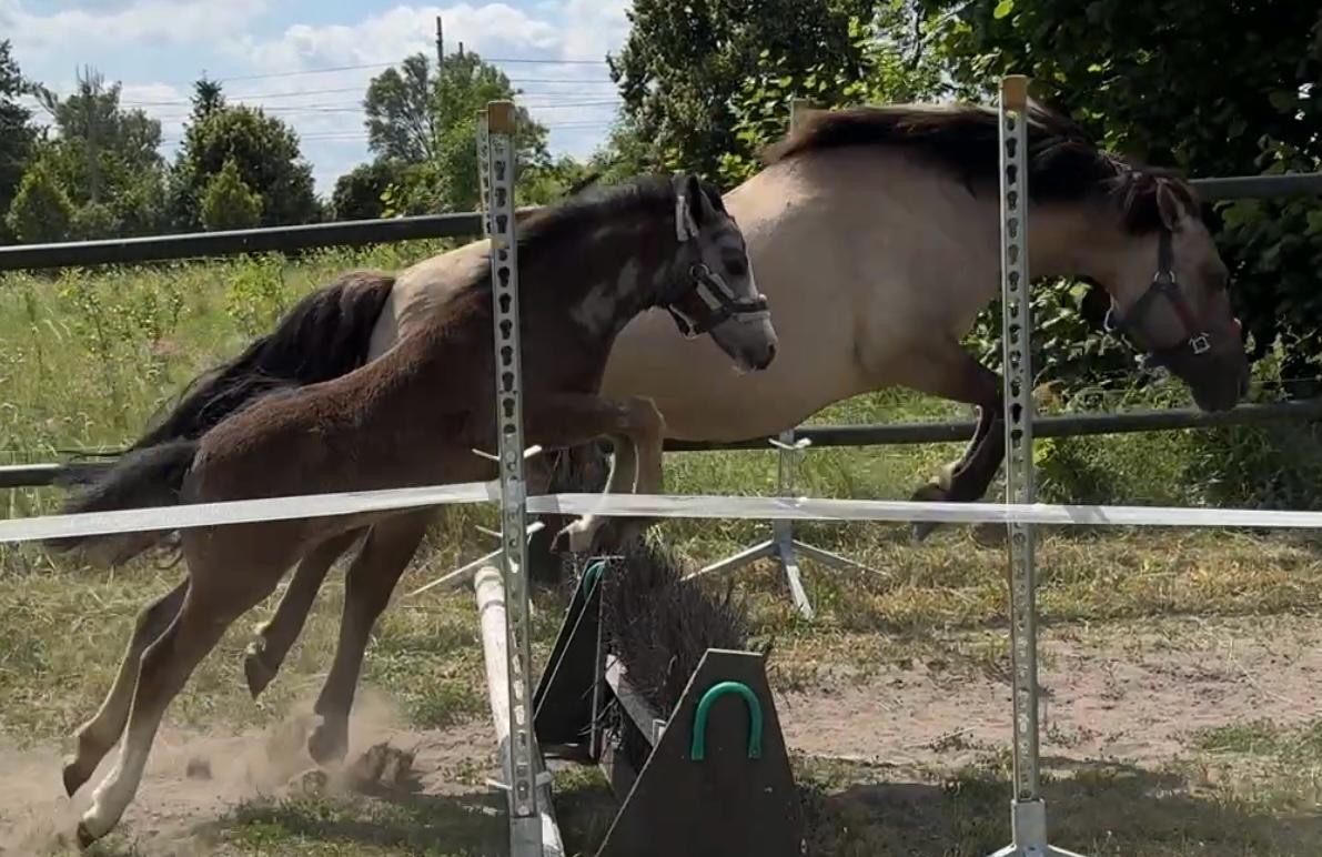 Polský pony