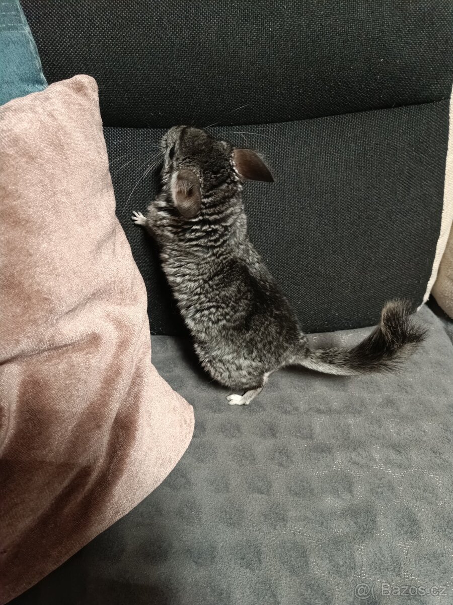 činčily