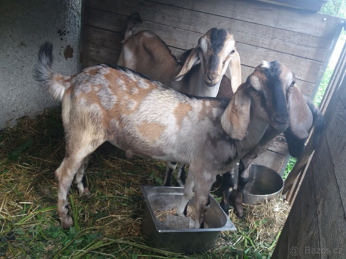 An kozlík
