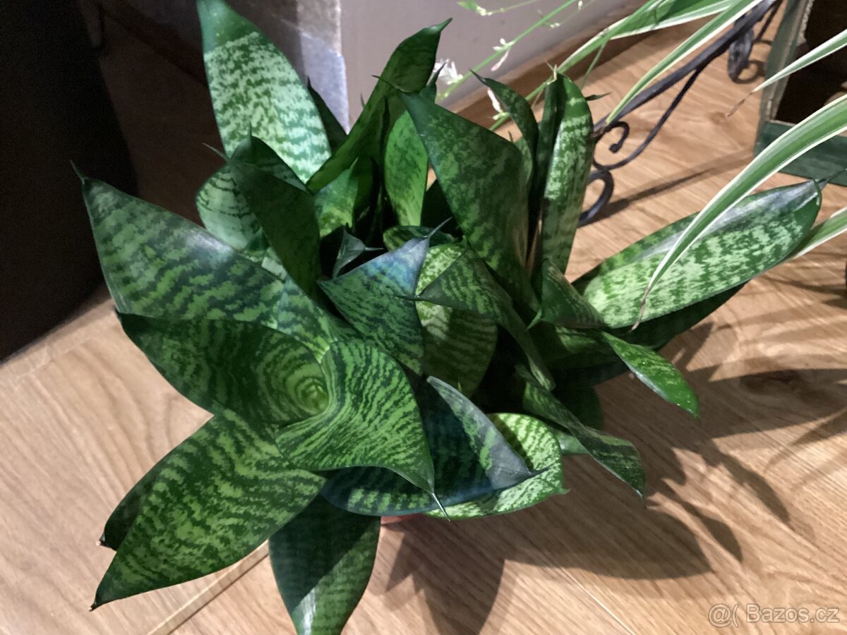 Sansevieria trifasciata hahnii