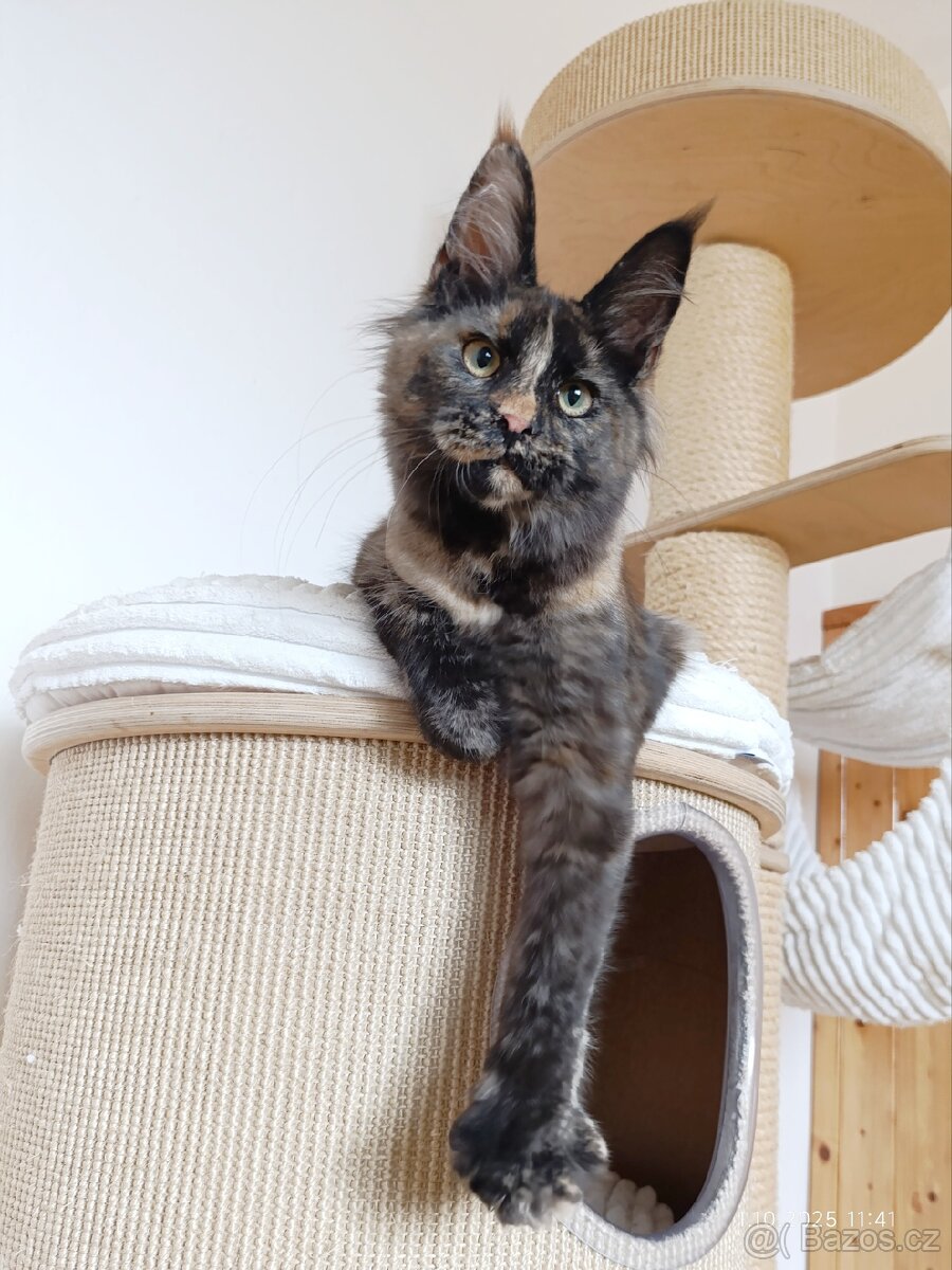 Mainská mývalí kočka s PP - věk 6 měsíců