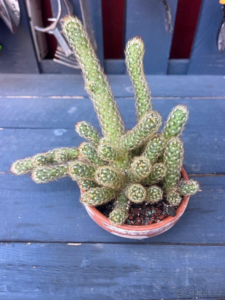Kaktus mammillaria elongata