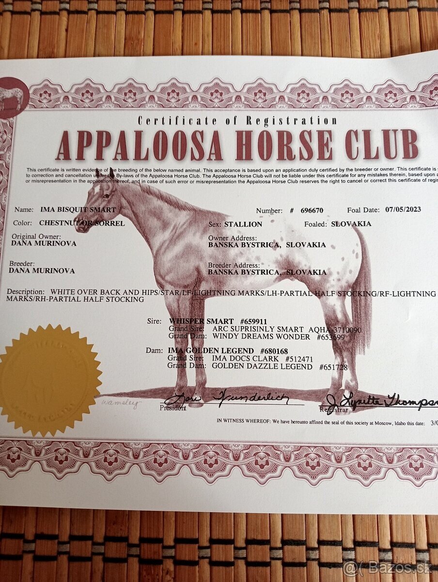 Appaloosa  2023 Keksik/valach/