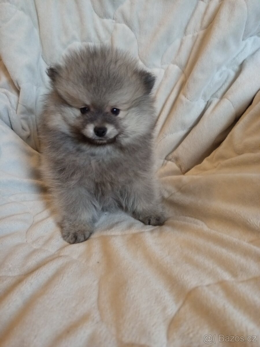 Pomeranian