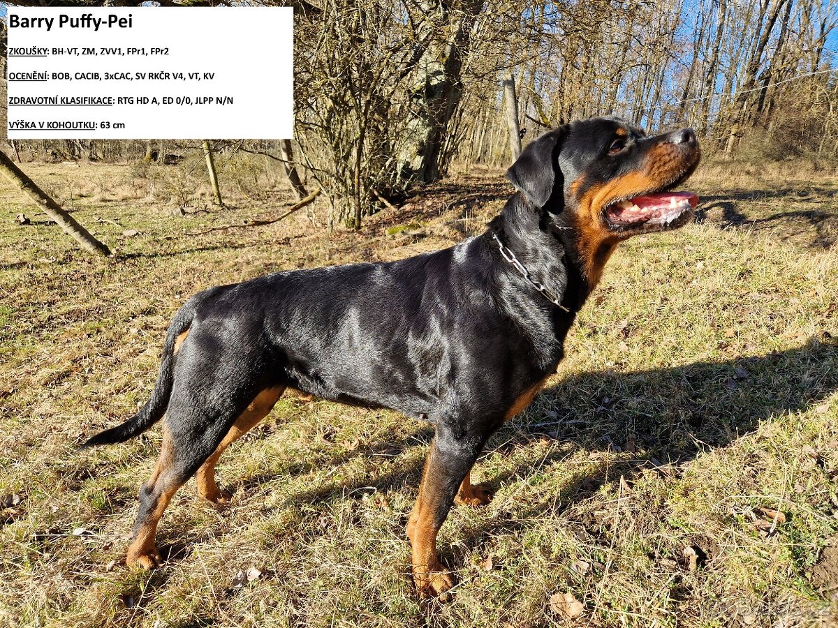 Rotvajler štěňata