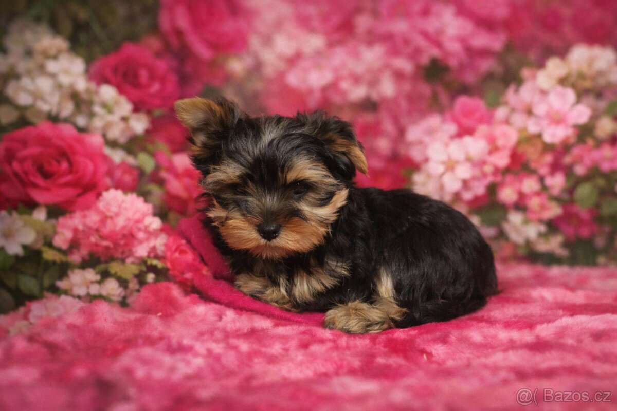 Jorkšírský teriér