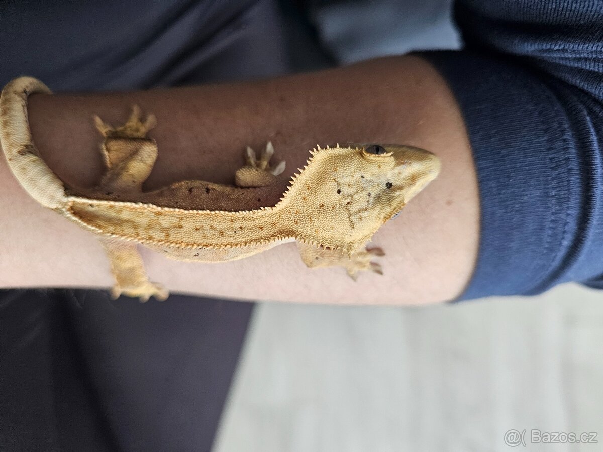 Pagekon řasnatý- samec