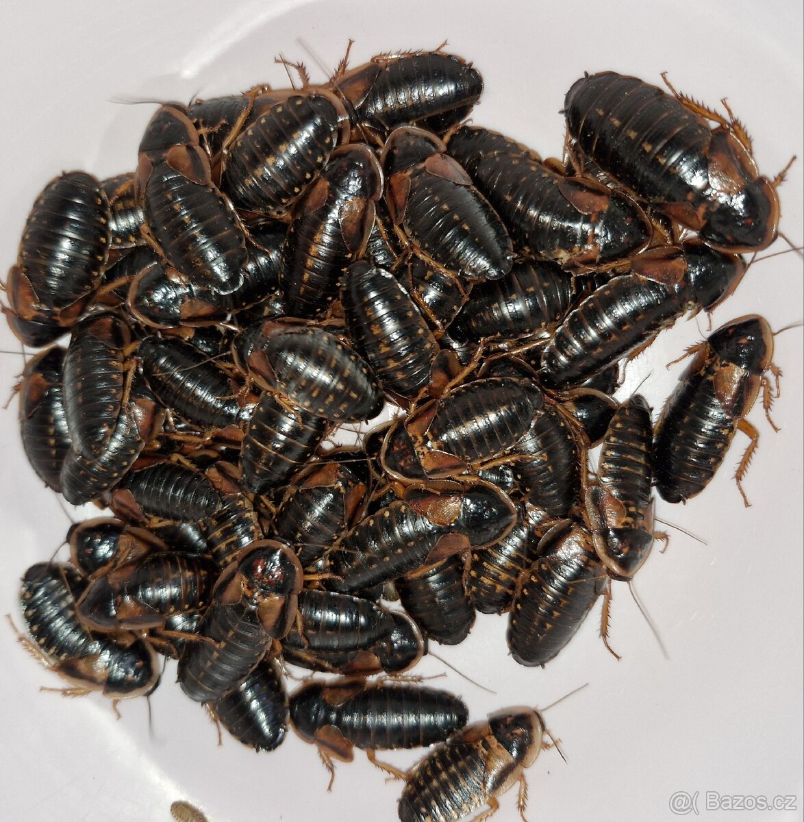 Šváb argentinský Blaptica Dubia