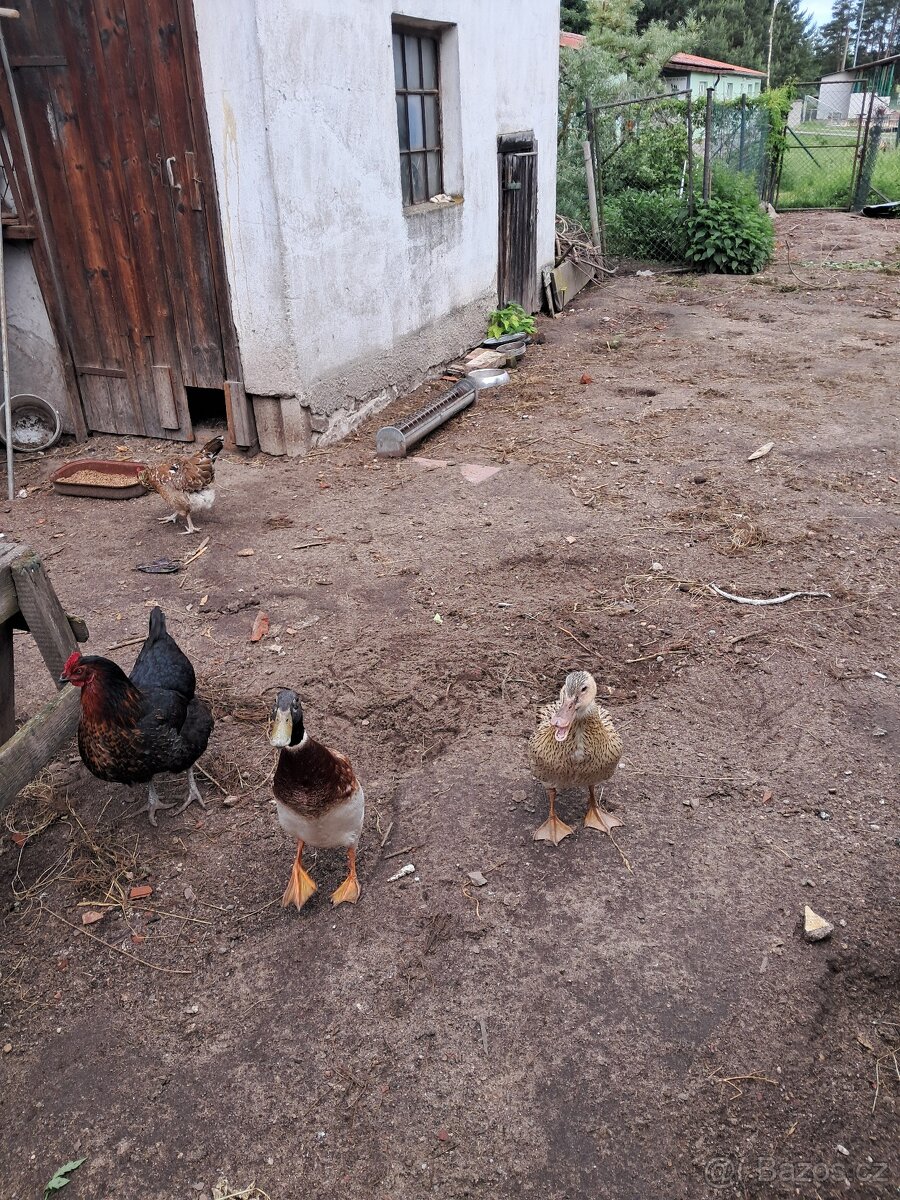 Indicky bežec