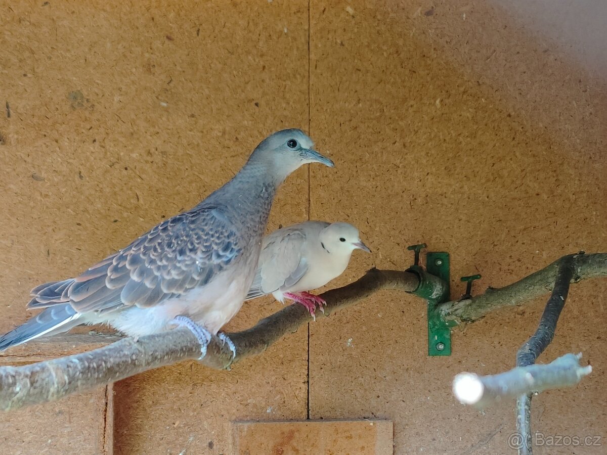 Hrdlička východní (Streptopelia orientalis)