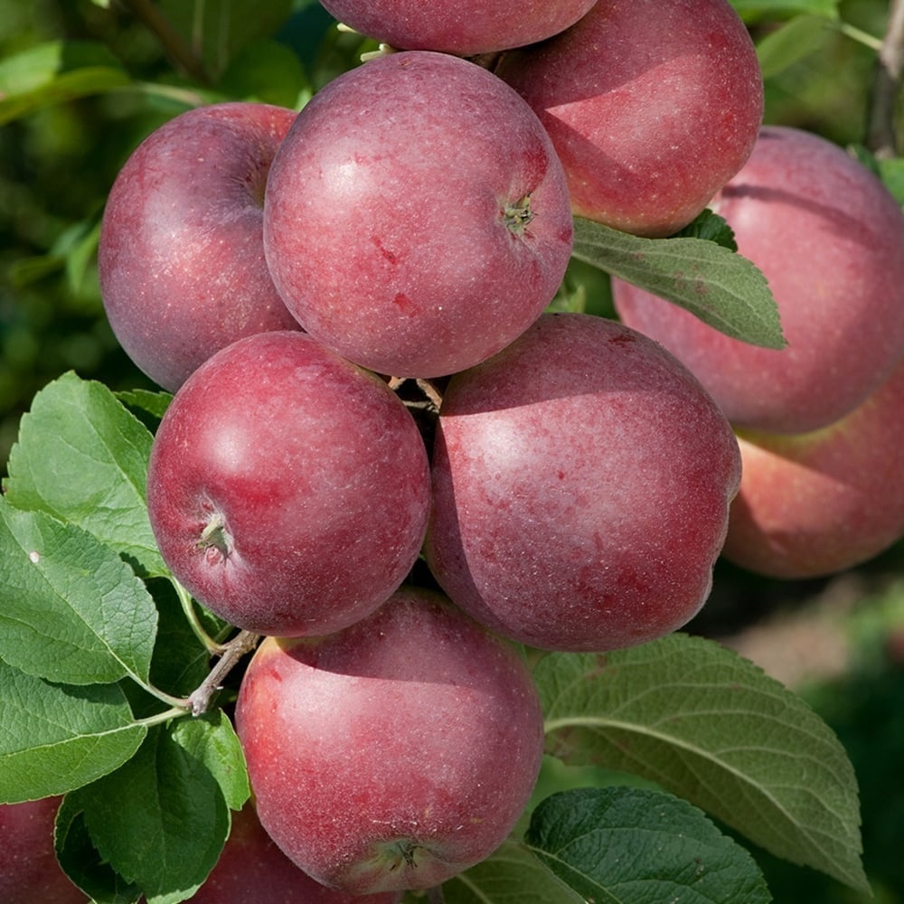 Nabídka jablek, ořechů a dřeva