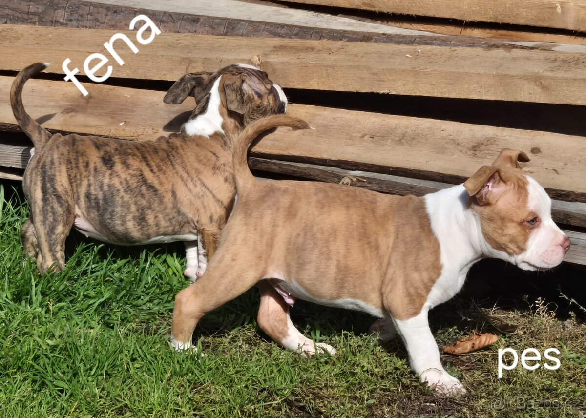 American Bull standart