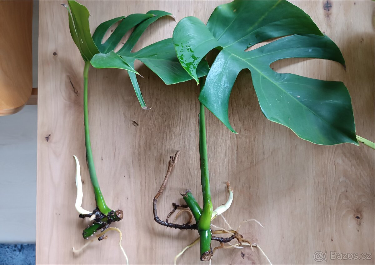 Monstera Deliciosa - zakořeněné řízky