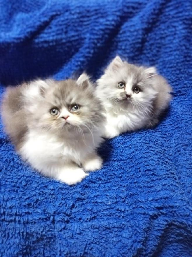Perská koťátka