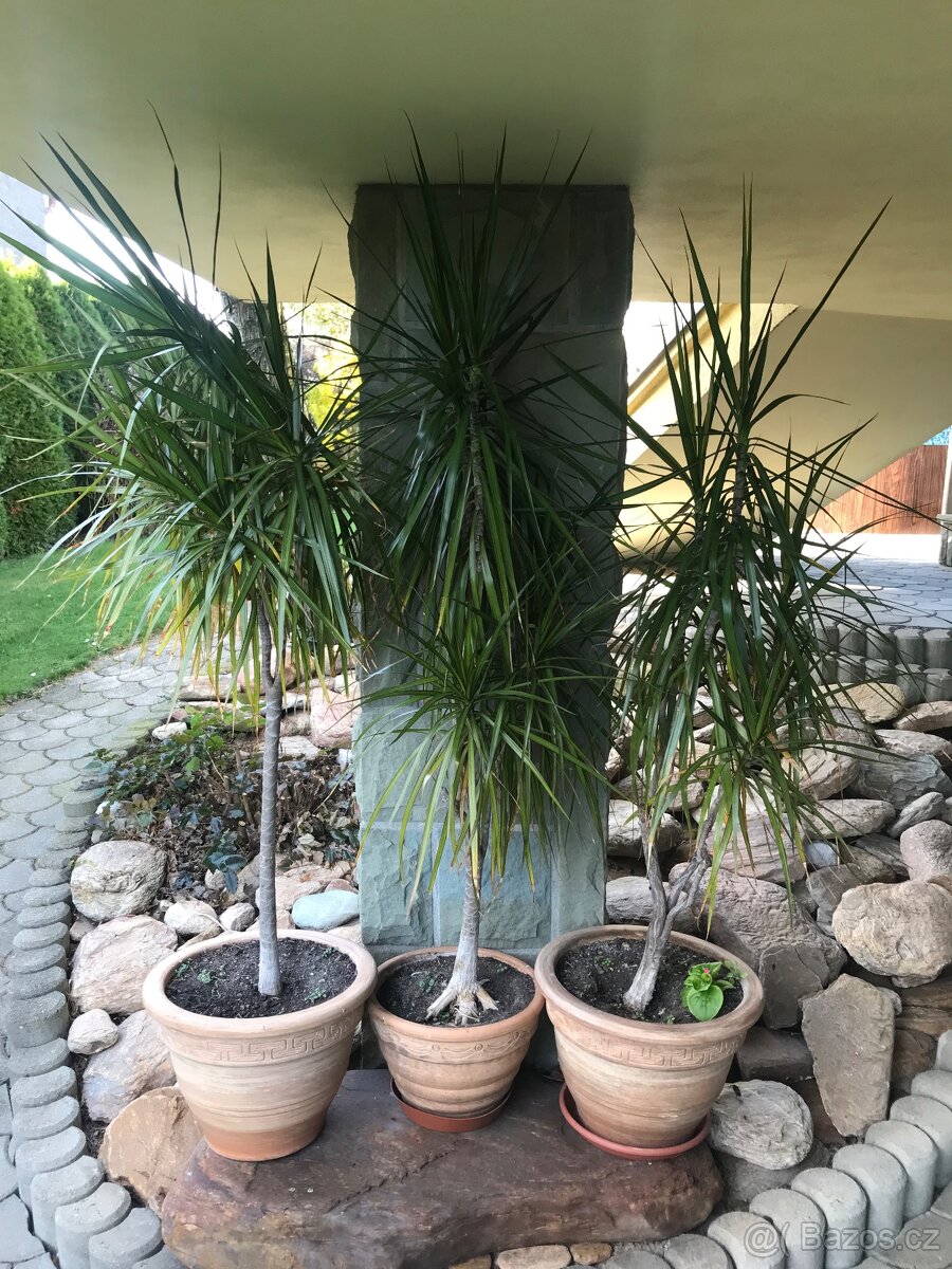 Dracena