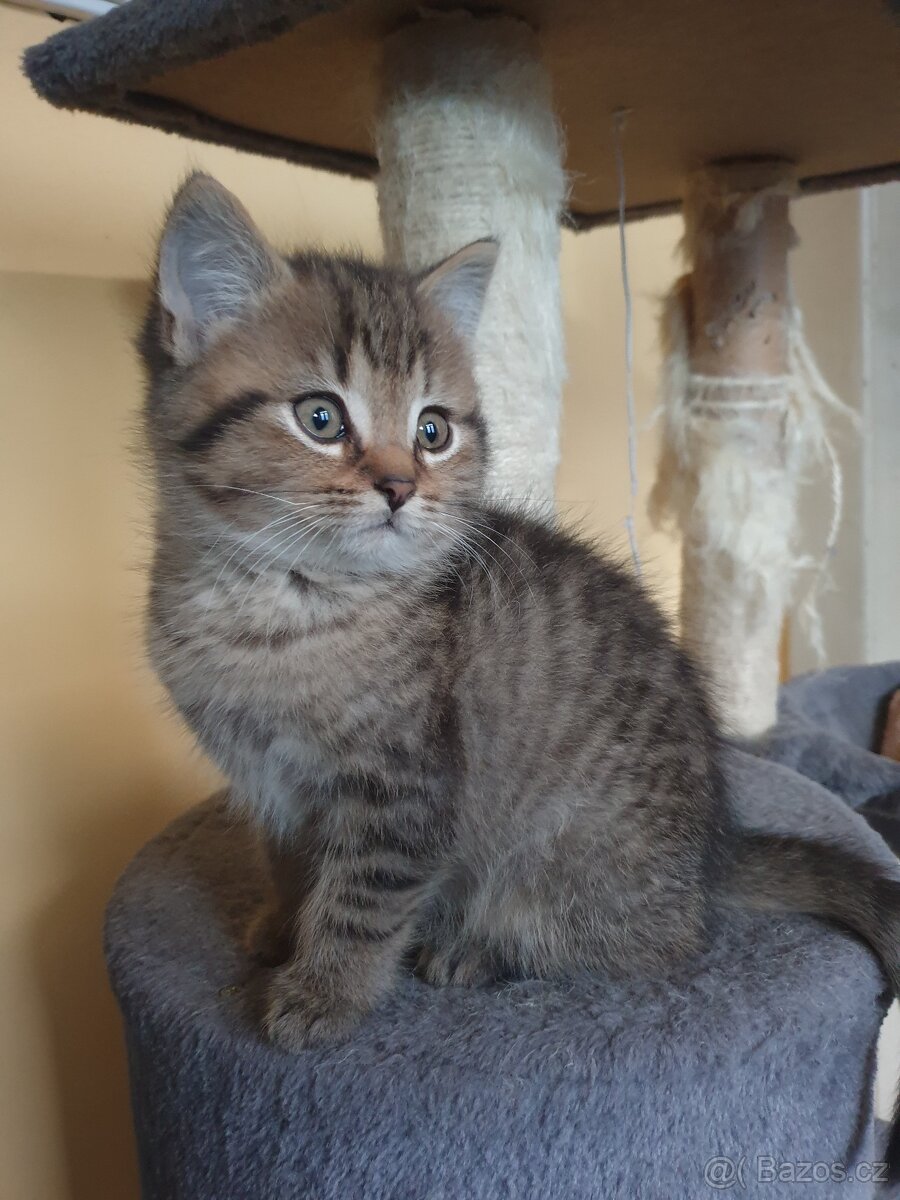 Britská modrá koťátka