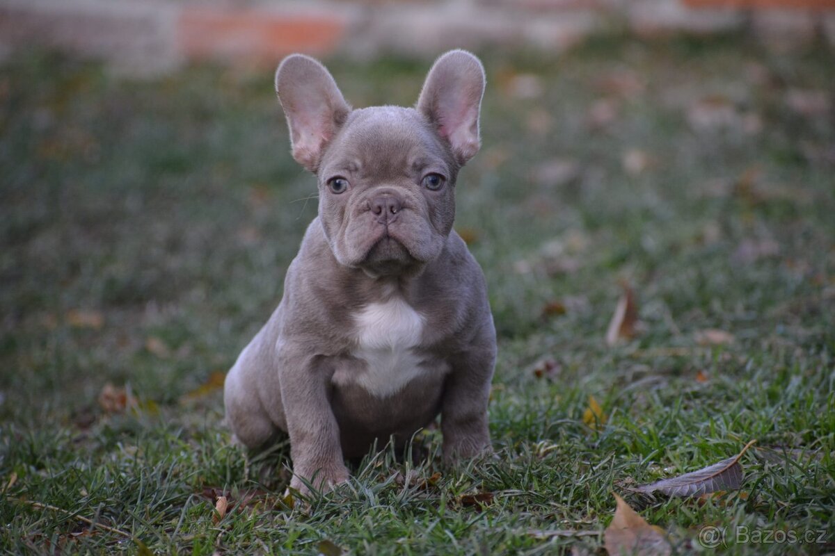 Francouzsky buldoček