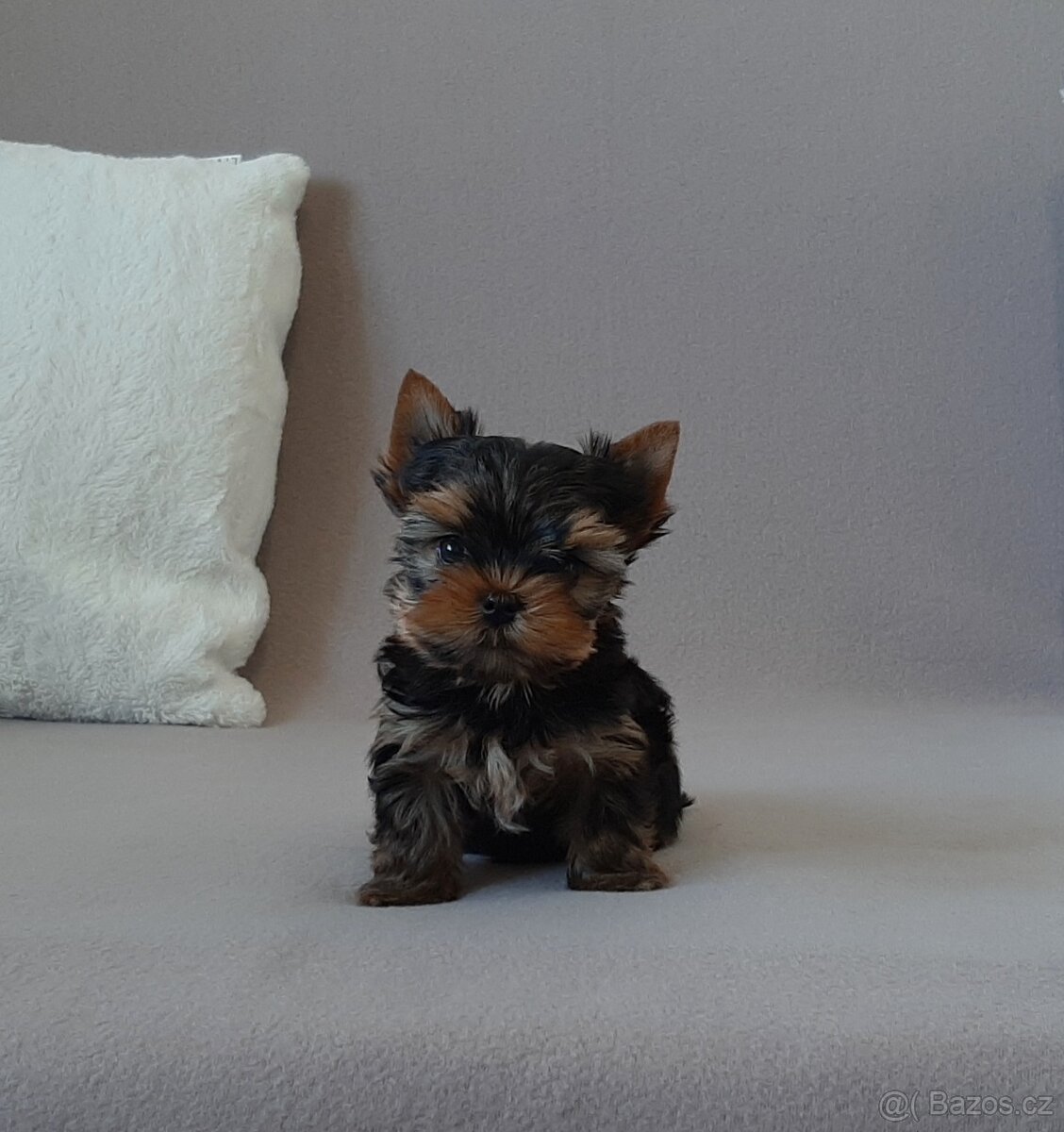 Jorkšírský terier s PP