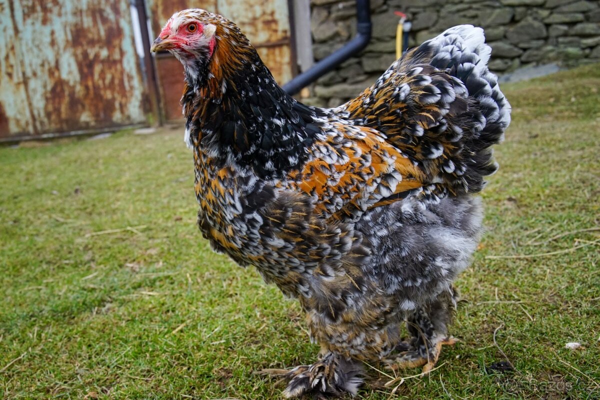 Brahmánky porcelánové 🥚🐣 (násadová vejce i kuřátka)