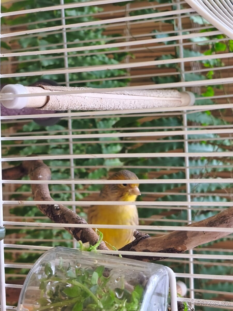 Prodám mladou samičku