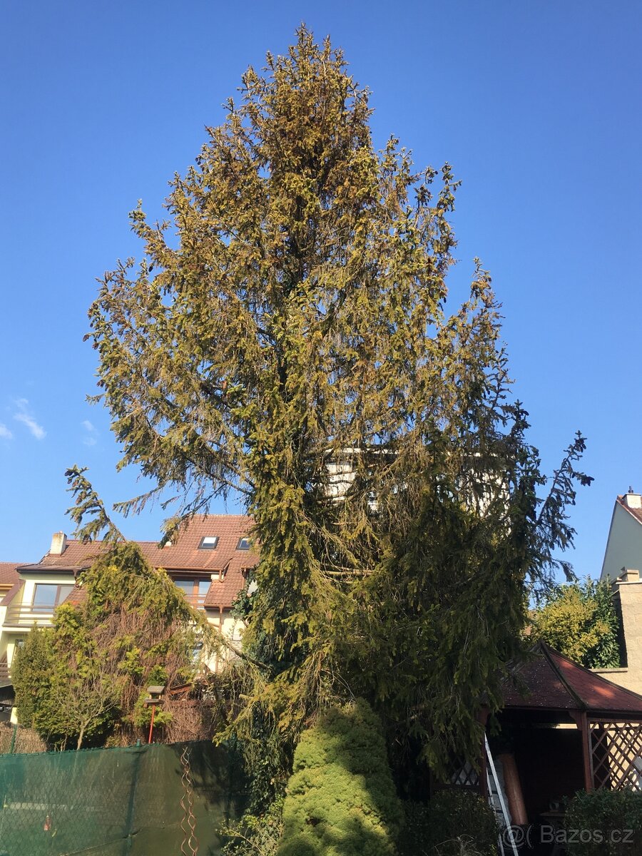 Pokácení ,odvoz smrku