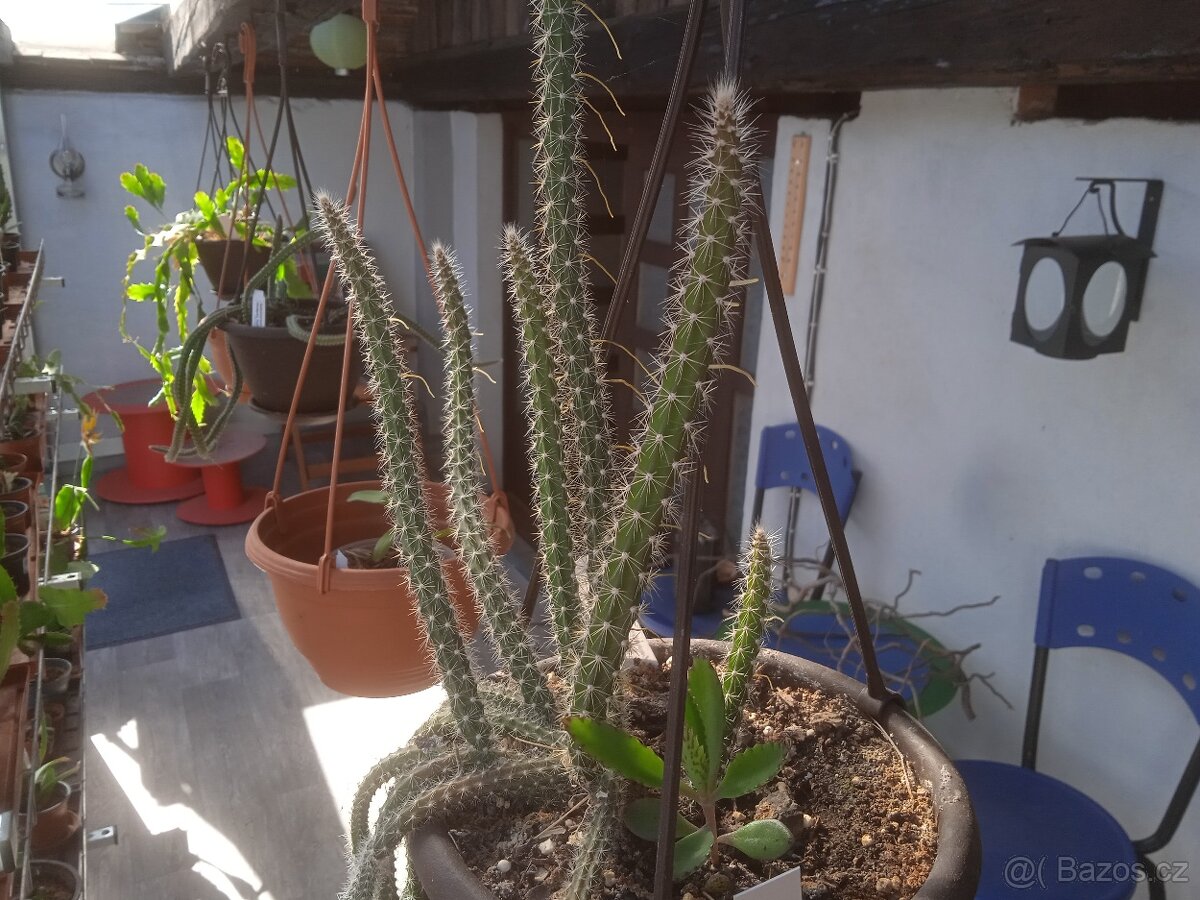 Stromové kaktusy Selenicereus