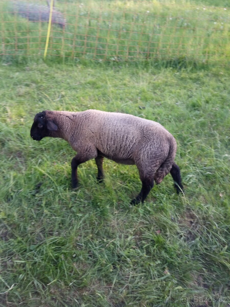 Beránci suffolk