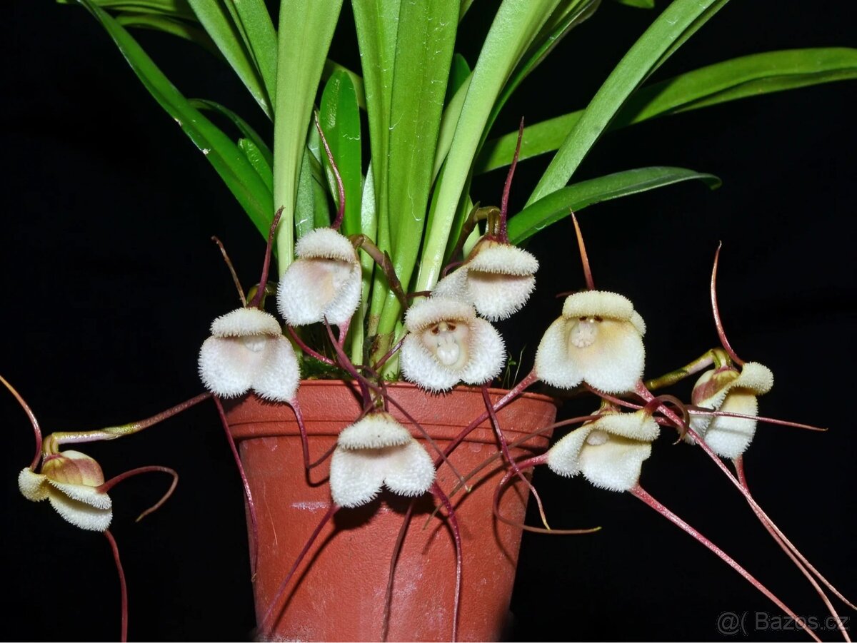 Orchidej Dracula saulii