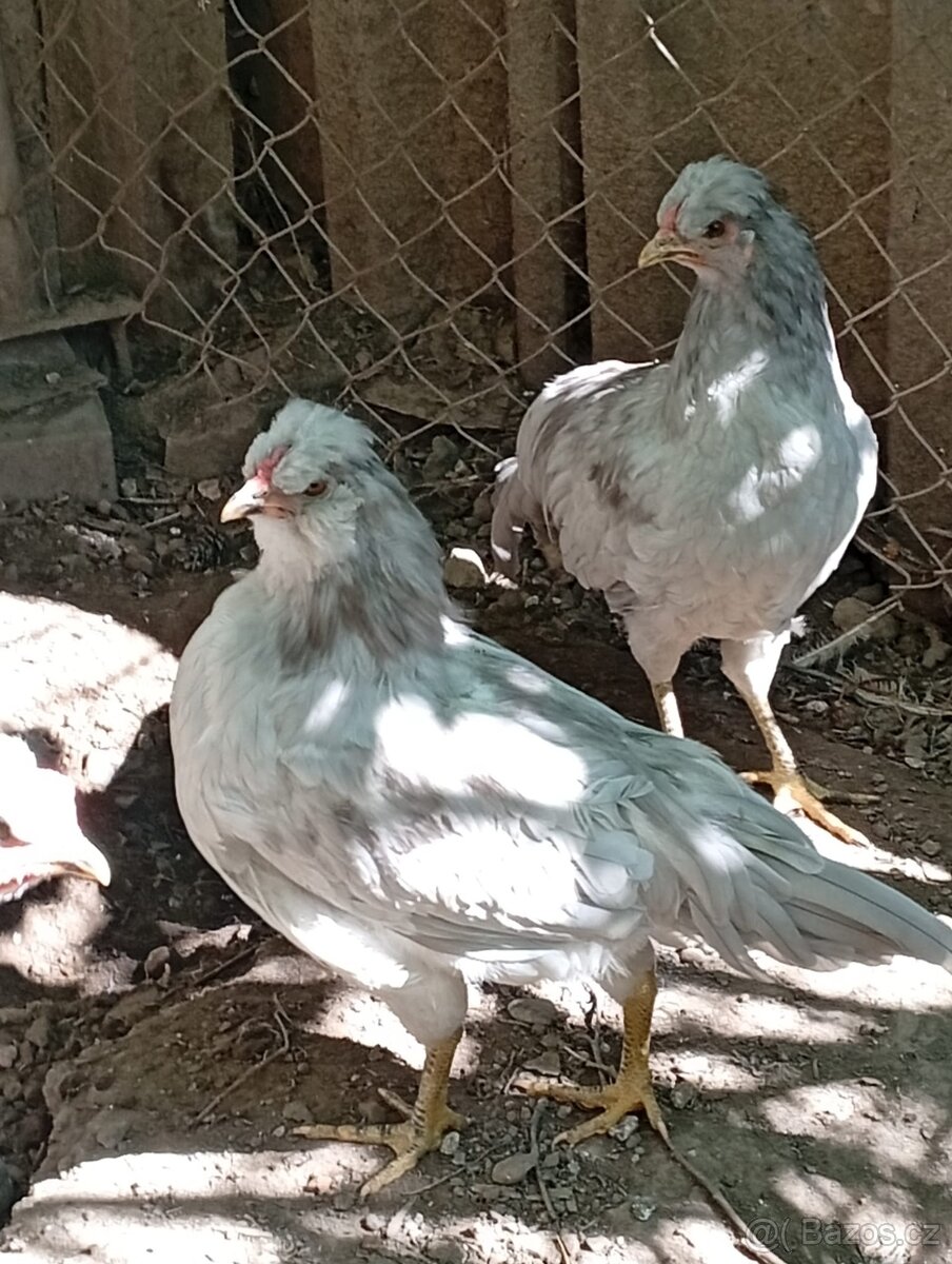 Kohouti Araukana Lavender
