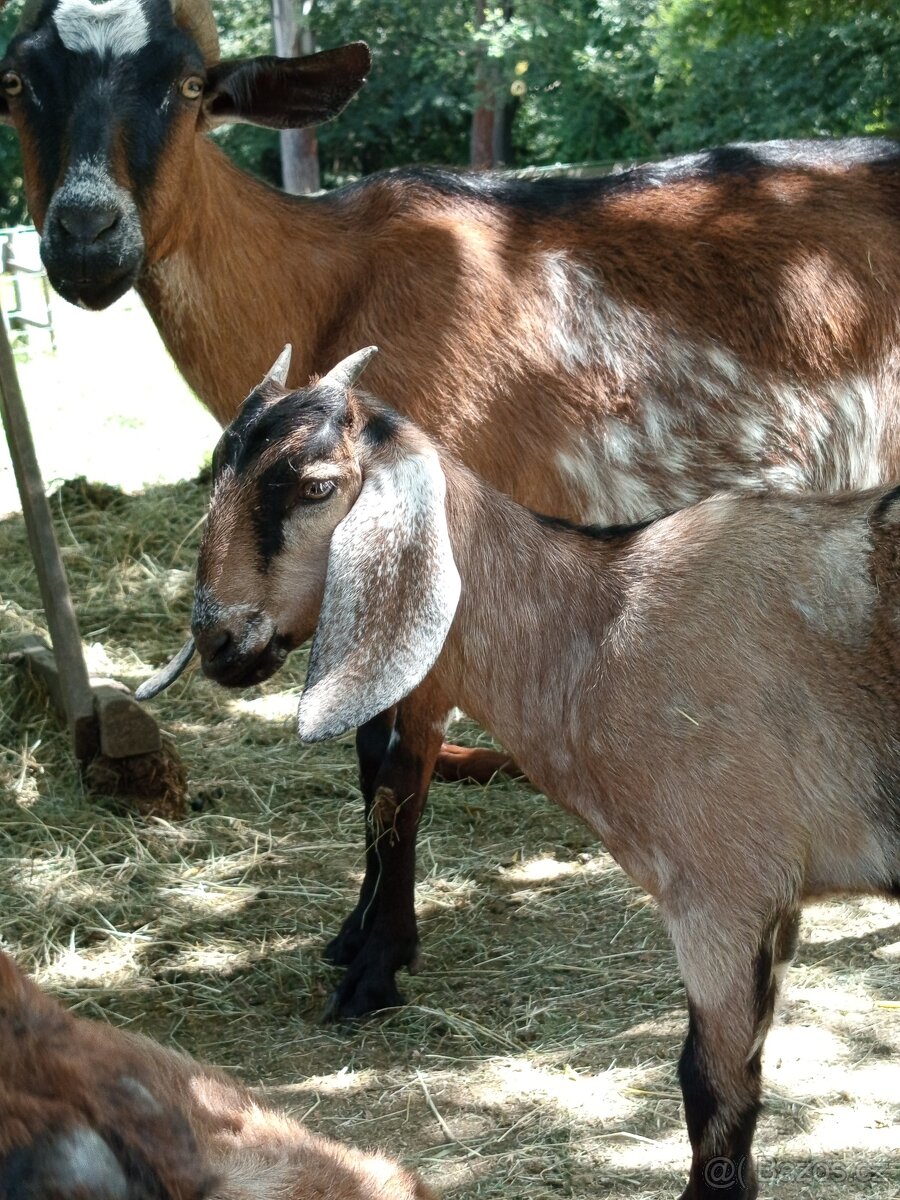 Kůzle - kozička