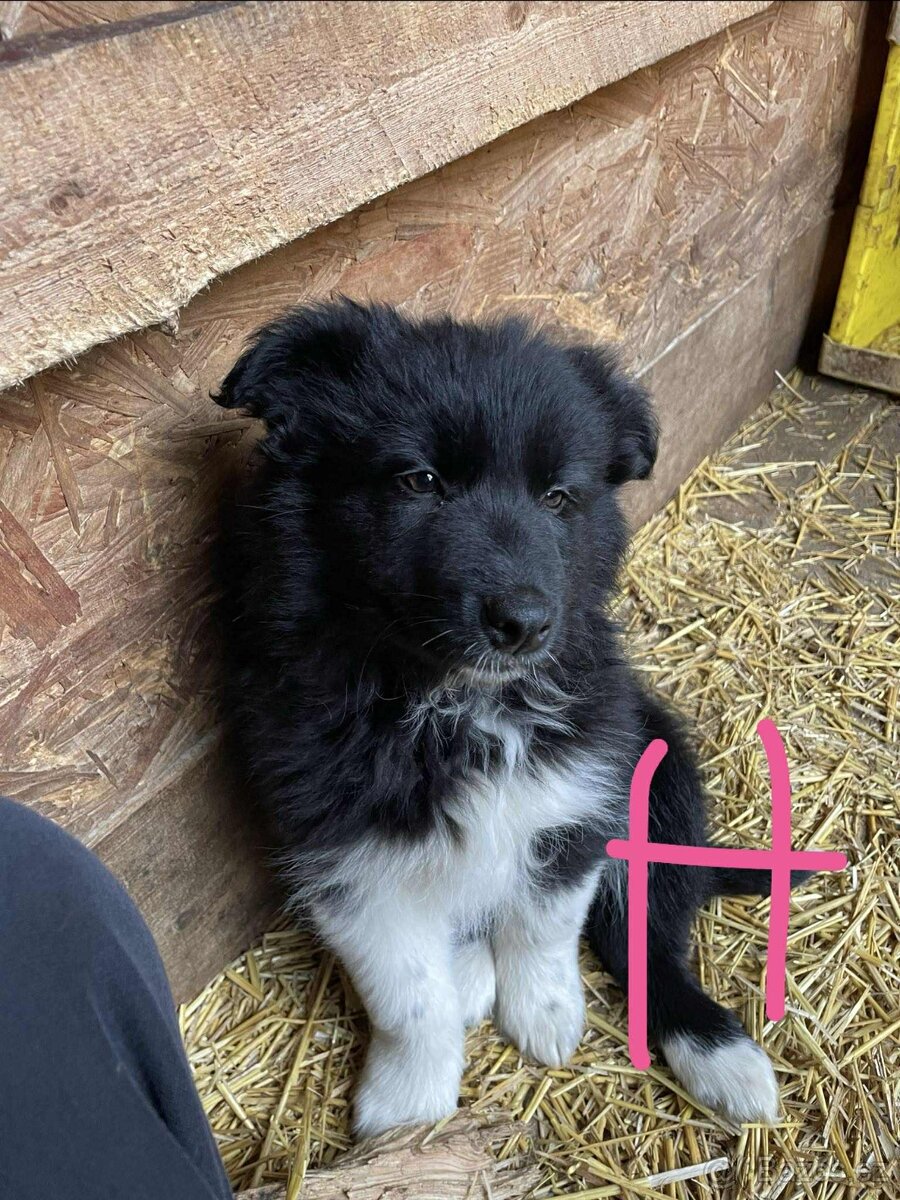 štěnata border kolie bez PP