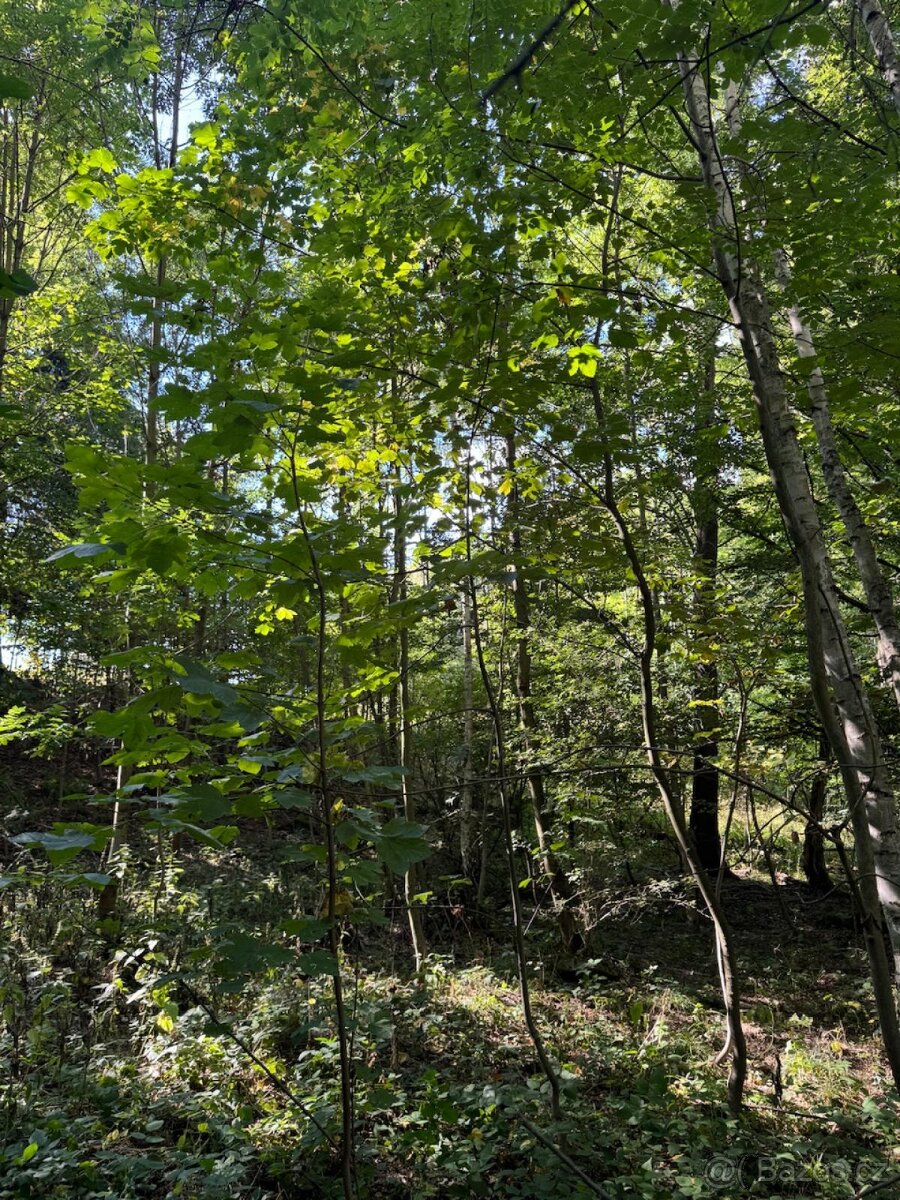 Prodej lesního pozemku v k.ú. Boháňka